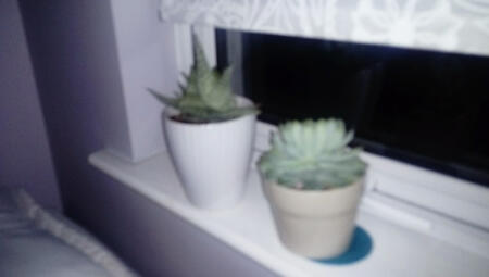 blurry photo of plants on window sill