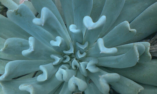 Close up photo of succulents