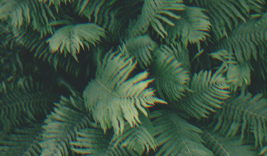 Photo of ferns with glitch effect